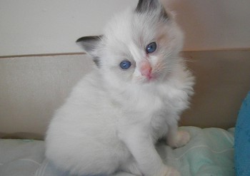 chaton mâle seal bicolour - 4 semaines - Chatterie Ragdolls du Val de Beauvoir